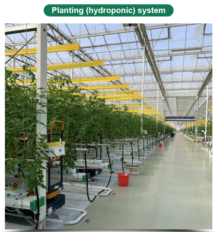 Long Life Multi-Span Film Greenhouse with Electric Control and Cooling Pad Fan System
