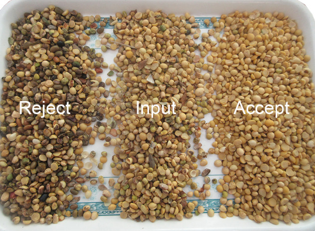 Legume Broad Bean Sorting Machine With Toshiba CCD Camera