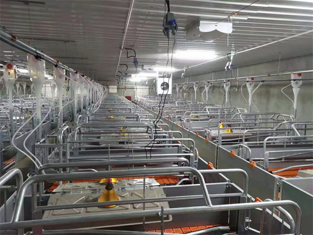 Pig Farming Swine Sow Farrowing Crate Anti Rust Easy Installation