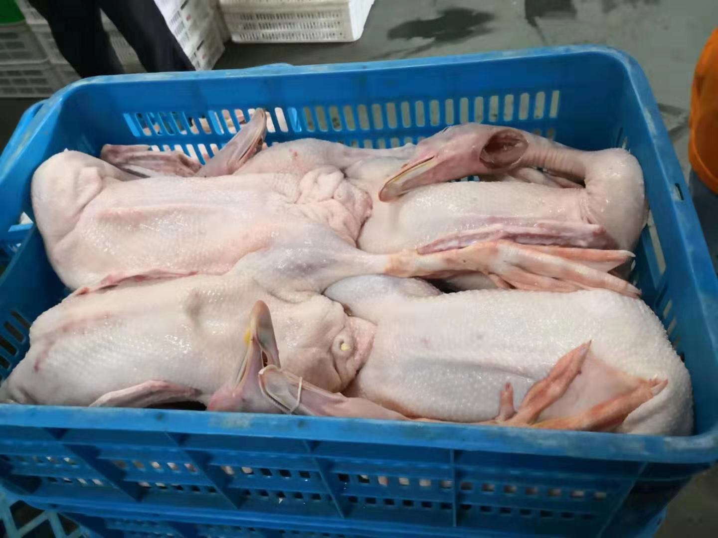 380V / 220V Auto Chicken Feather Dryer And Slaughter Machine For Processing