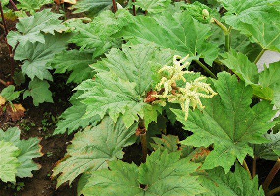 Traditional Chinese Herb Medicine Anti-tumor Product Dried Rhubarb Extract