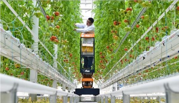Easy Assemble Tomato Plant Greenhouse Gutter Height 3.0-6.0m Hanging Load 0.15KN