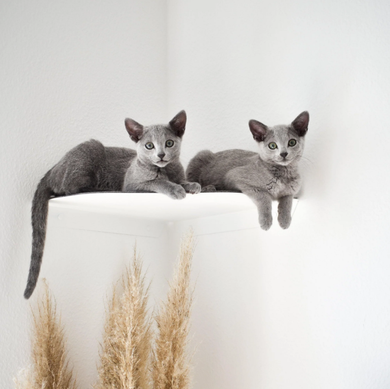 Versatile Steel Cat Wall Shelf Wall Furniture Perch Cat Hammock Bed Metal Cat Climber