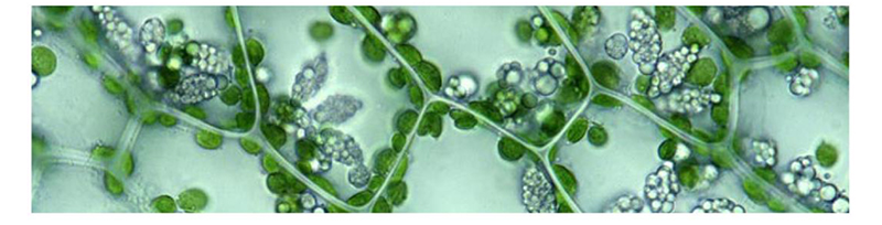 OPTO EDU A14.1097 SW10x Inverted Biological Microscope SW10x/22mm
