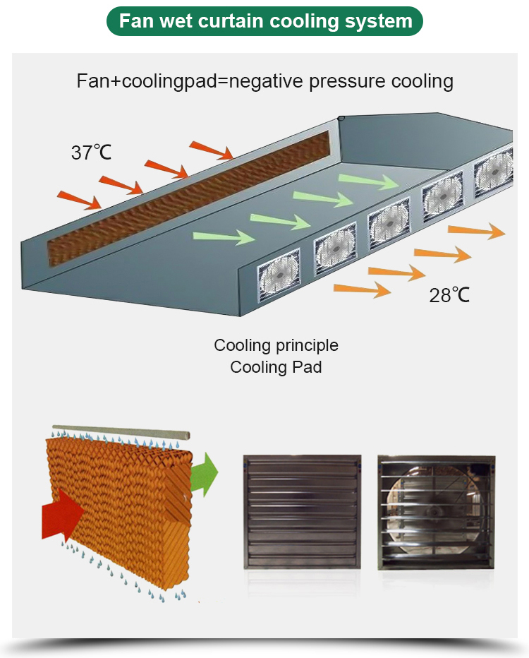 Long Life Multi-Span Film Greenhouse with Electric Control and Cooling Pad Fan System