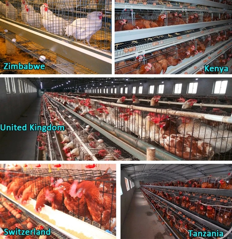 chicken layer cages