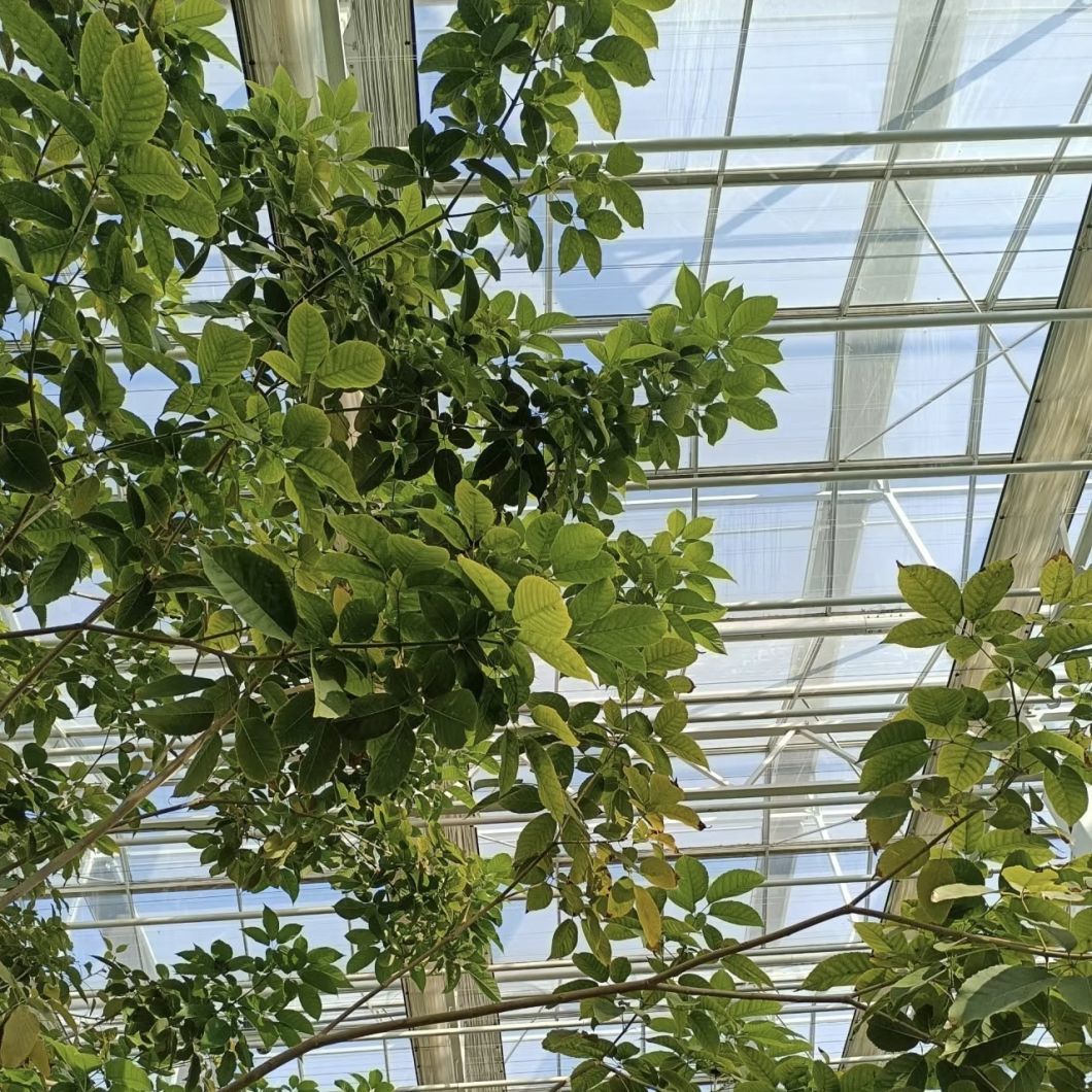 a-Type Roof Hydroponic Greenhouse for Flowers