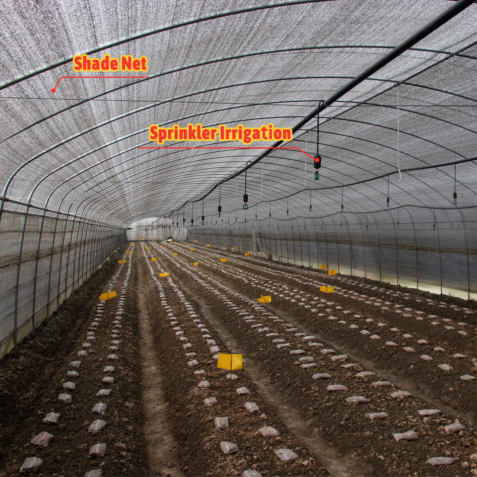 Hot Galvanized Steel Structure Tunnel Greenhouse For All-Season Farming Solutions
