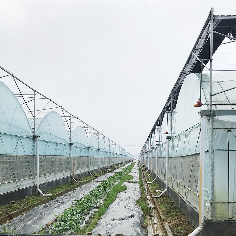 Customizable Temperature-Controlled Greenhouse for Large-Scale Plant Cultivation