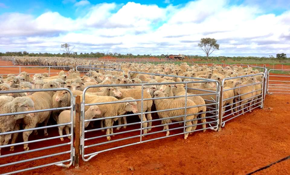 Portable Silver 6ft X 10ft Wire Cattle Panels Weather Resistant