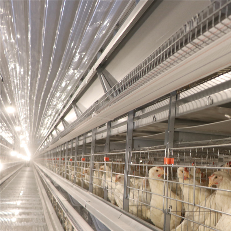 Free Layout Design Egg Layer Cage H Type Galvanized