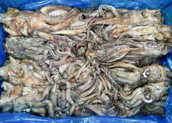 frozen giant squid tentacles open neck chinese ocean vessels BQF dosidicus gigas