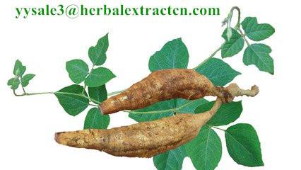 Kudzu Root extract, Isoflavones 40%, CAS No.: 3681-99-0, Auxiliary lower blood