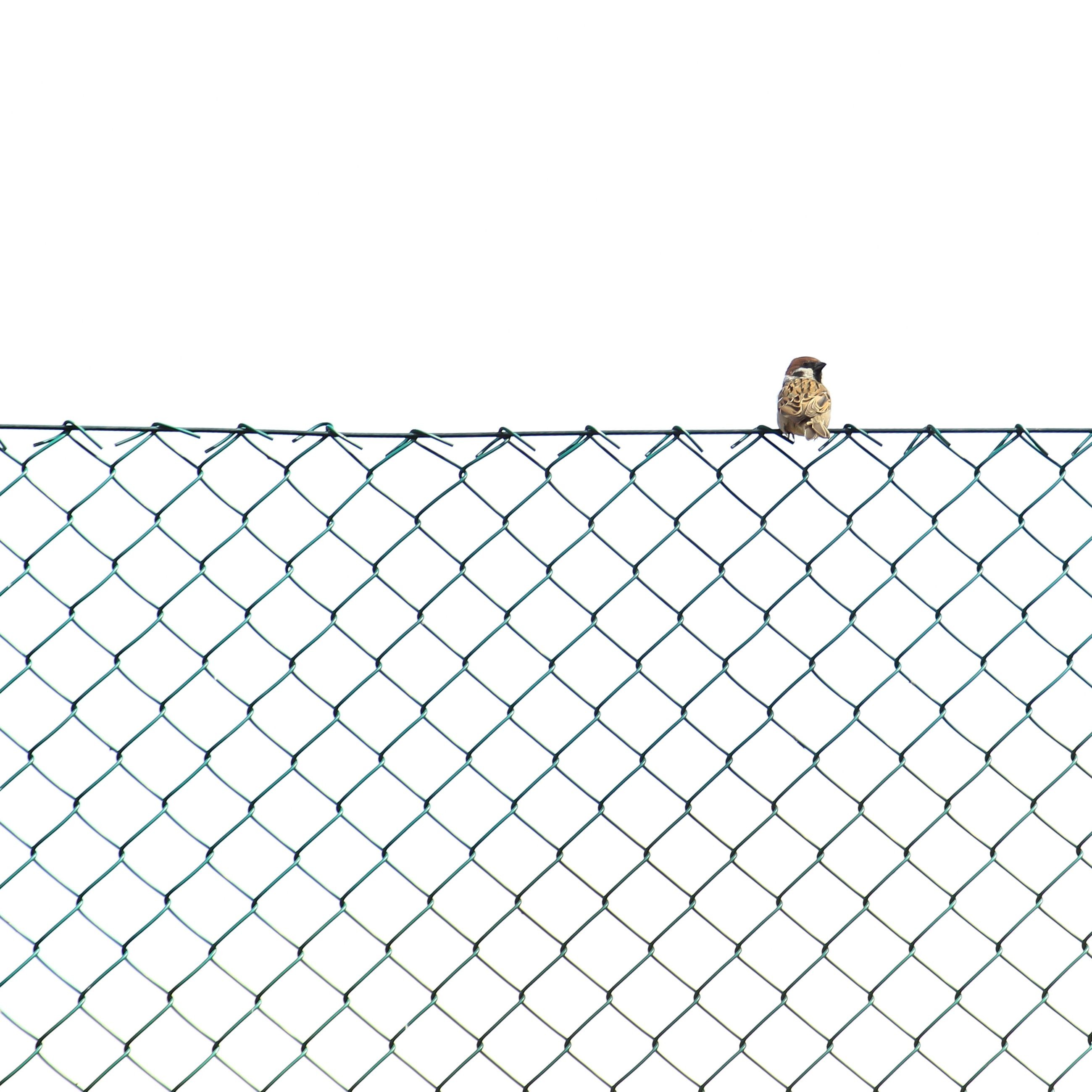  Galvanized Pvc Coated Mesh Rolls Cyclone Wire Chainlink Fence Panels Chain Link Fence Manufactures