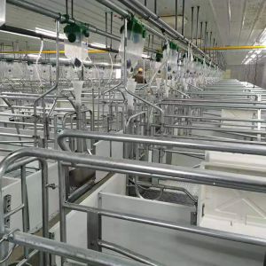 Incubator Lamp Heating Sow Farrowing Crate With Drinking Bowl