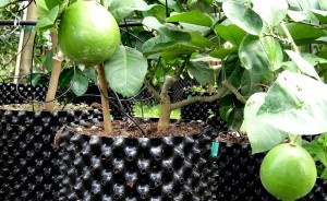 ISO9001 50 Gallon Plastic Plant Pots Fast Growth Tree Root Container