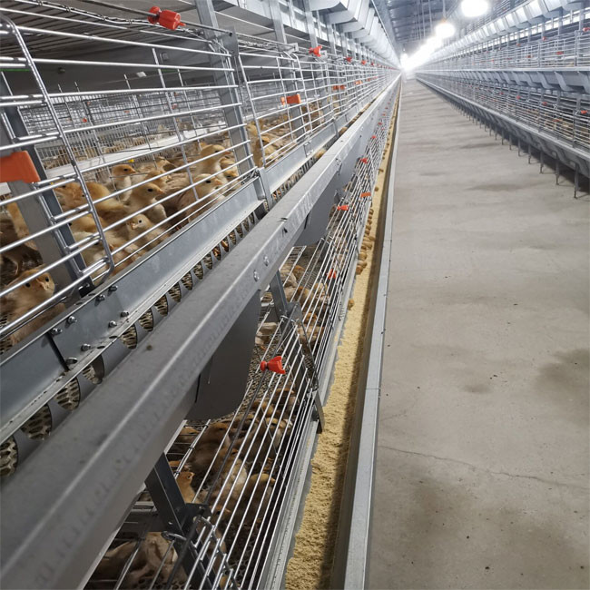 136 Broilers Per Chicken Cage For Chicken Farm