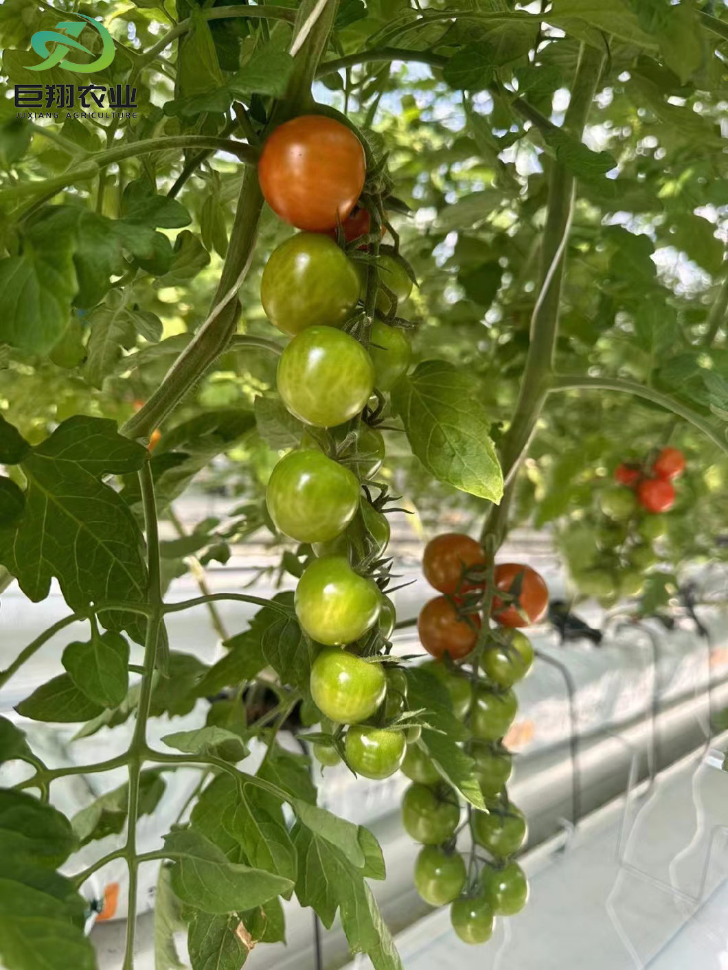 Greenhouse Hydroponics Growing System for Vegetables