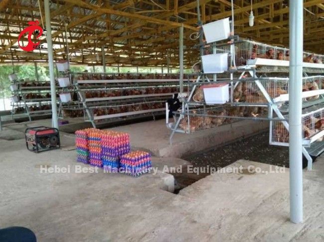 Raising Hens Made Easy With Poultry Layer Cage In A Or H Type 450cm2 Ada