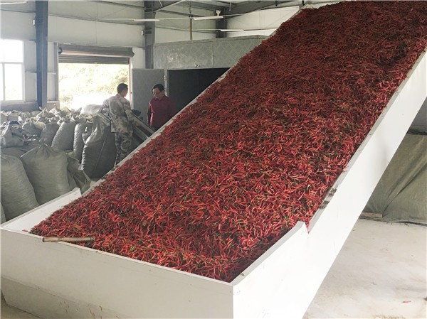 Chili Chrysanthemum Cassava Drying Belt Conveyor Dryer Machine