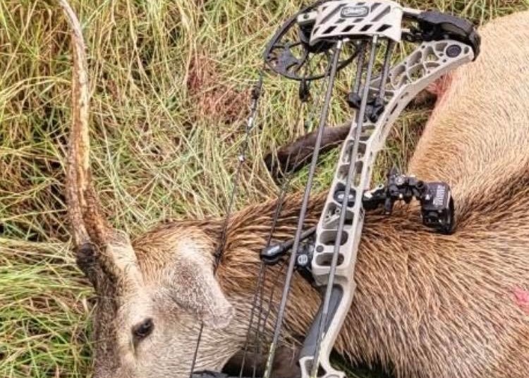 Wholesale Tukey And Deer Hunting Arrows, Target Arrows ,3D Archery Arrows, Crossbow Bolts Manufacturer, Supplier