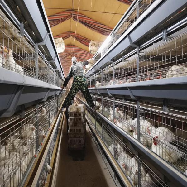 Quality Commercial 4 Layer Broiler Chicken Cage 80Birds/Set SONCAP Certificated for sale