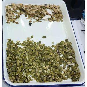 Wenyao High Capacity 1000kg CCD Cilantro Seed Color Sorting Machine Parsley Seed