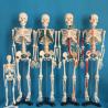 Buy cheap Medical Science 180cm Scattered Anatomical Skeleton Educational Model from wholesalers