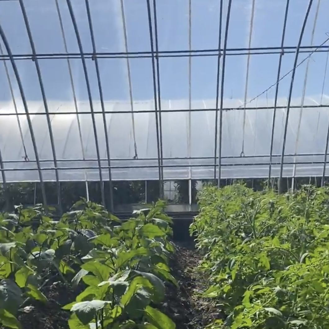 Sunlight Greenhouse Vegetable Production Seeding