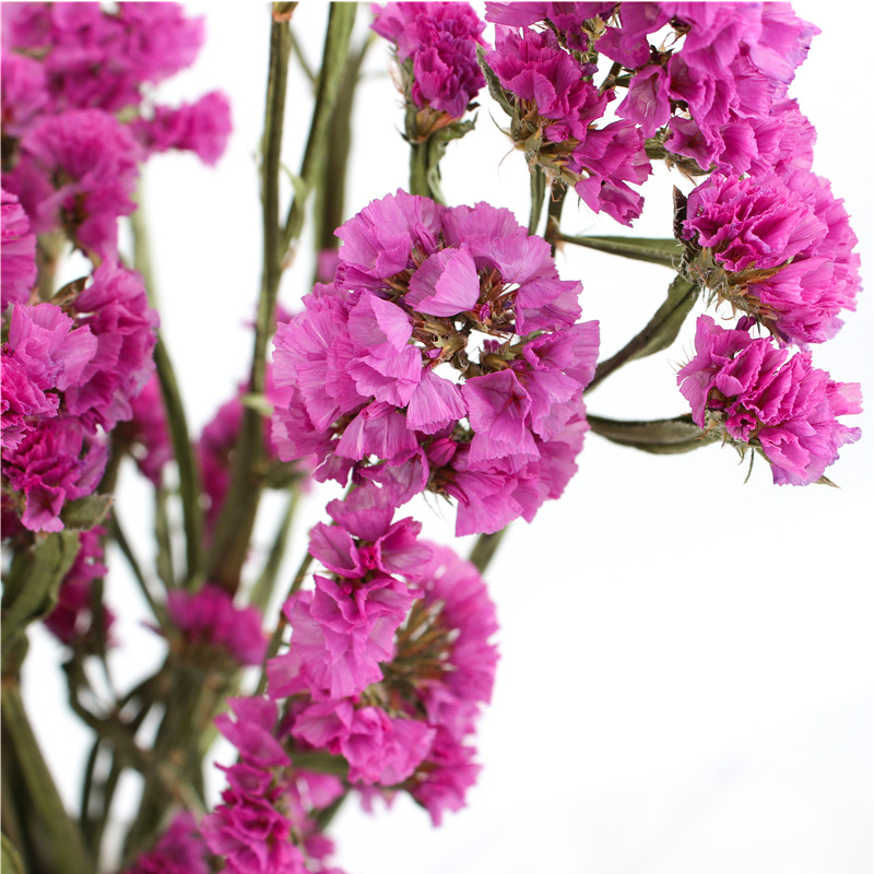 Statice Limonium Beautiful Dried Flowers Beautiful With Long Using Time