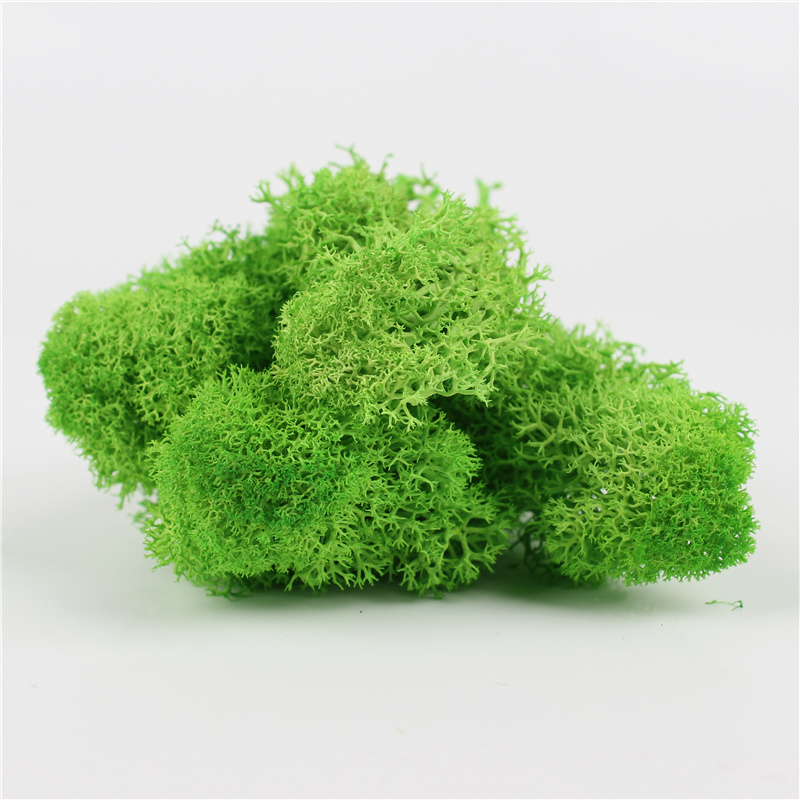 Eco Friendly Preserved Natural Moss Custom Color For House Wall Decoration