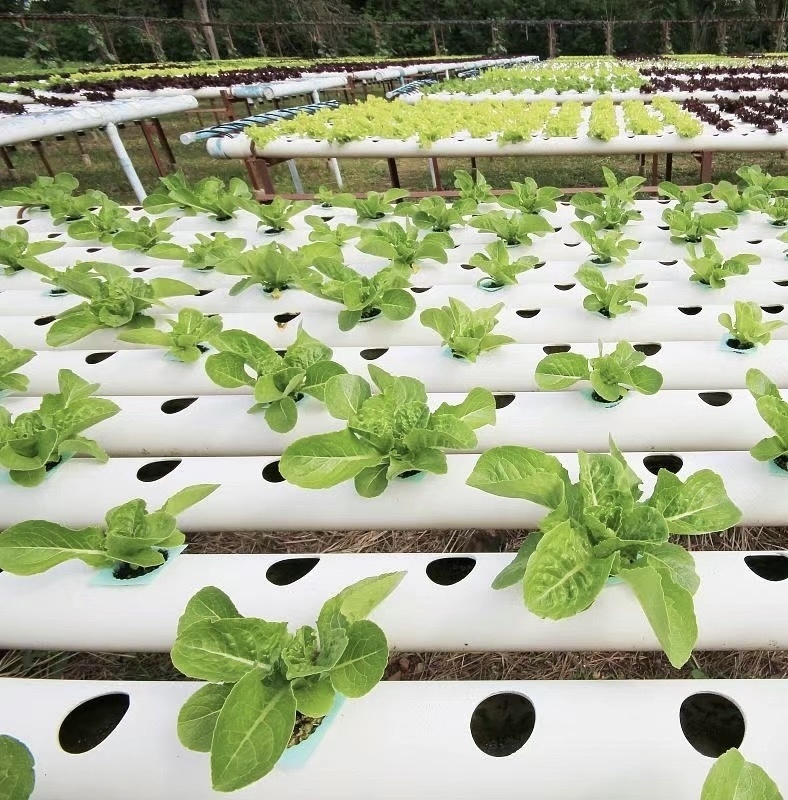 Water Pipe Tunnel Greenhouse for Agriculture and Vegetables
