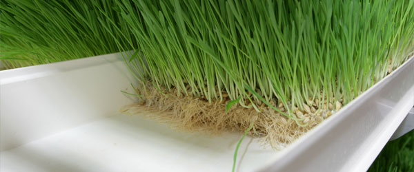 Growing Sprouts Hydroponics Fodder System 4000*1600*2400mm For Farms