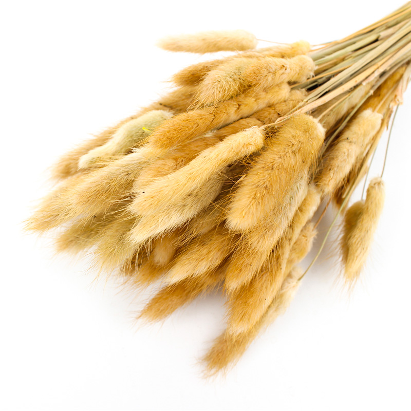 100% Natural Dried Rabbit Tail Grass , Pretty Dried Flowers Keep Freshness