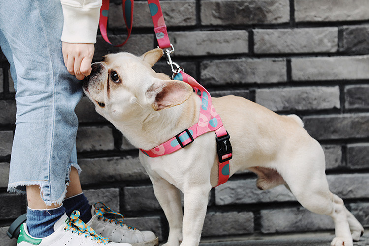 Comfortable Breathable Dog Harness Vest No Pull Adjustable Fantasy Pink Plaid Pet Leash
