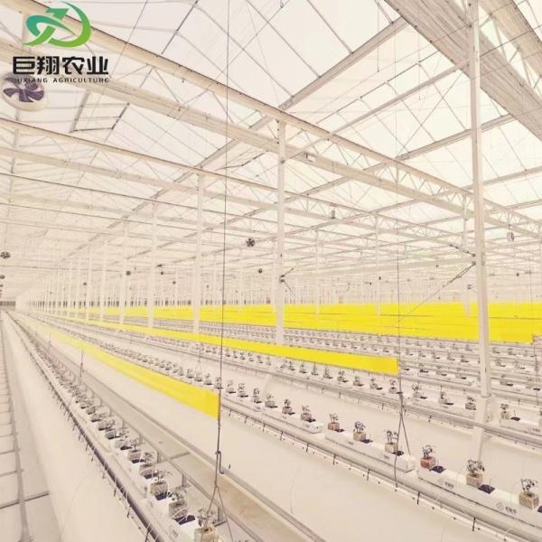 Hydroponic JX-Film Green House for Vegetables Tomato/Cucumber Pepper Flowers and