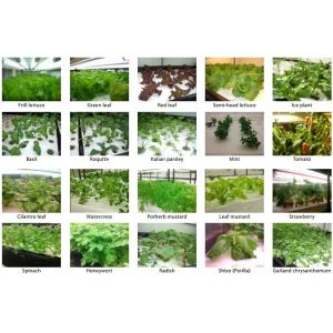 Basil 40ft Hydroponic System Shipping Container Weather Resistant