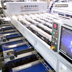  Inshell Chestnut Sorting Machine With 8 Different Qualities Discharge Ports Manufactures