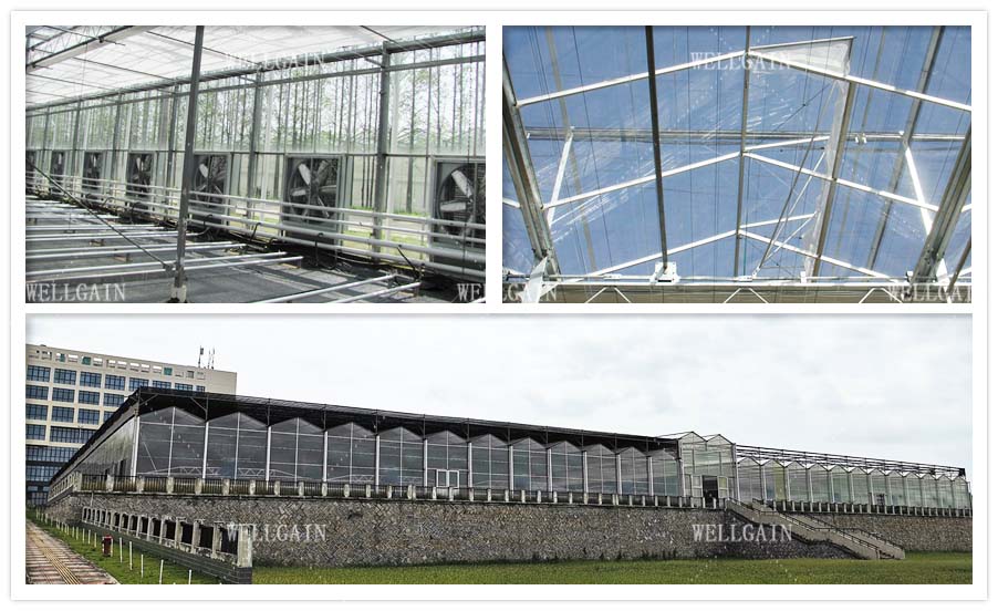 Heavy Duty Smart Cultivation Polycarbonate Greenhouse Automated Hydroponic Greenhouse