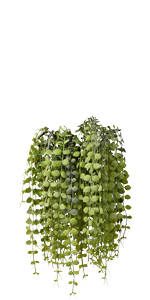 dried eucalyptus stems