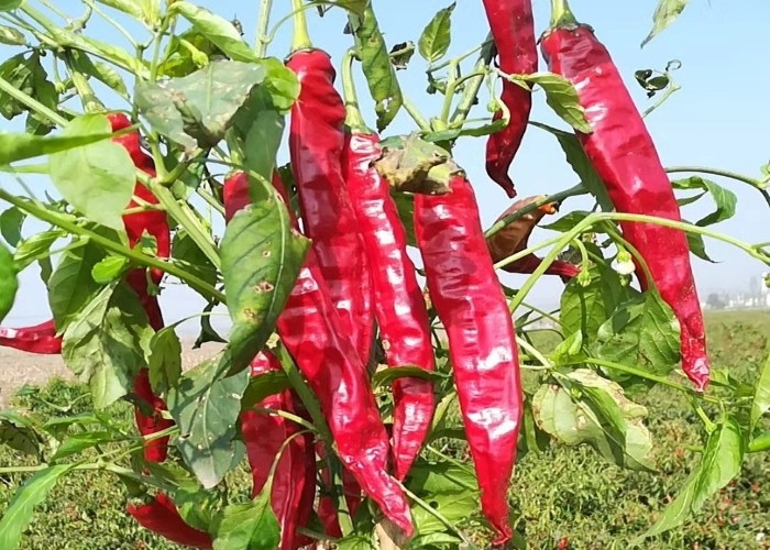 Grade A Dried Guajillo Chili Red Without Stem Sweet Pepper