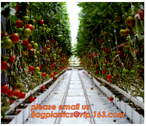 Multi-Span Plastic Film Cover Natural Ventilation Vegetable Greenhouse,Greenhouse Kits Plastic Greenhouse 200 micron gre