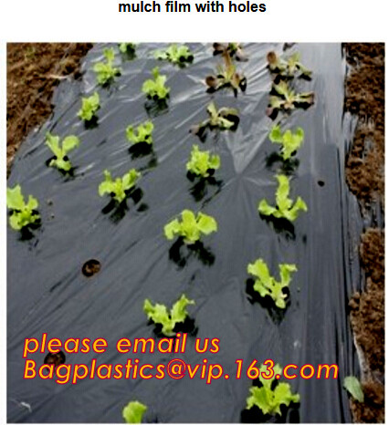 Multi-Span Plastic Film Cover Natural Ventilation Vegetable Greenhouse,Greenhouse Kits Plastic Greenhouse 200 micron gre