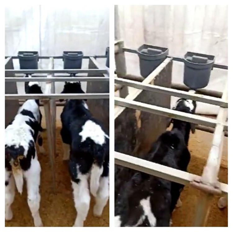 Durable Gray Calf Feeding Bucket with 4-Liter Capacity