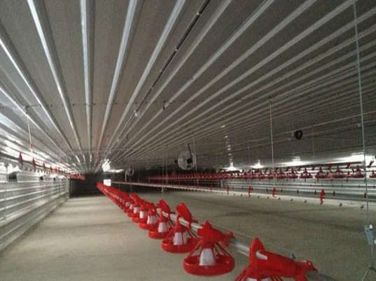 Quality Automatic Steel Structure Peb Customized Poultry Chicken Farming Shed for sale