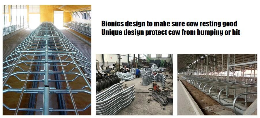 Galvanized Pipe Free Stall Barn