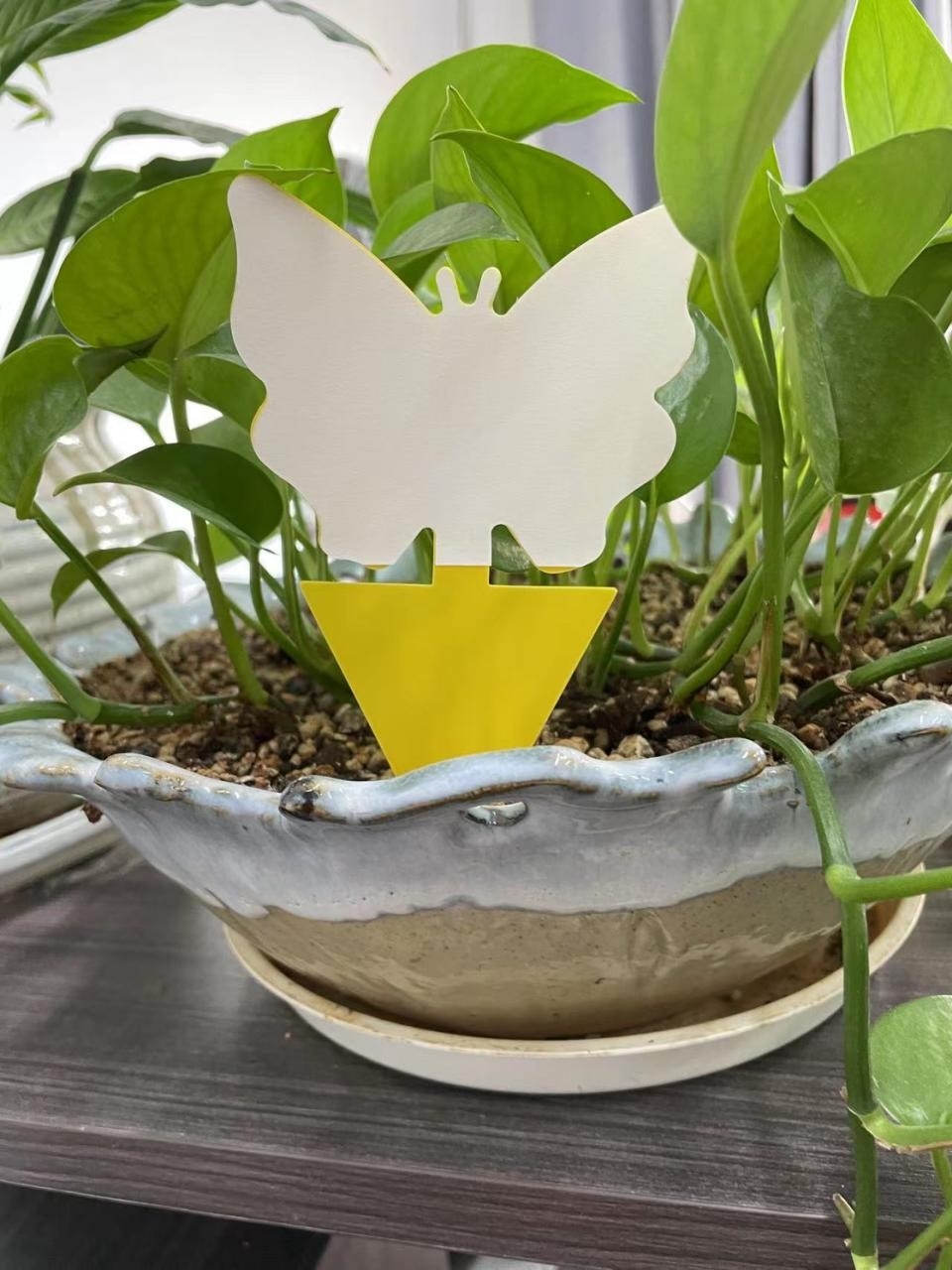 Farm Lawn Garden Yellow Glue Sticky Fly Insect Termite Trap Inserts Customized