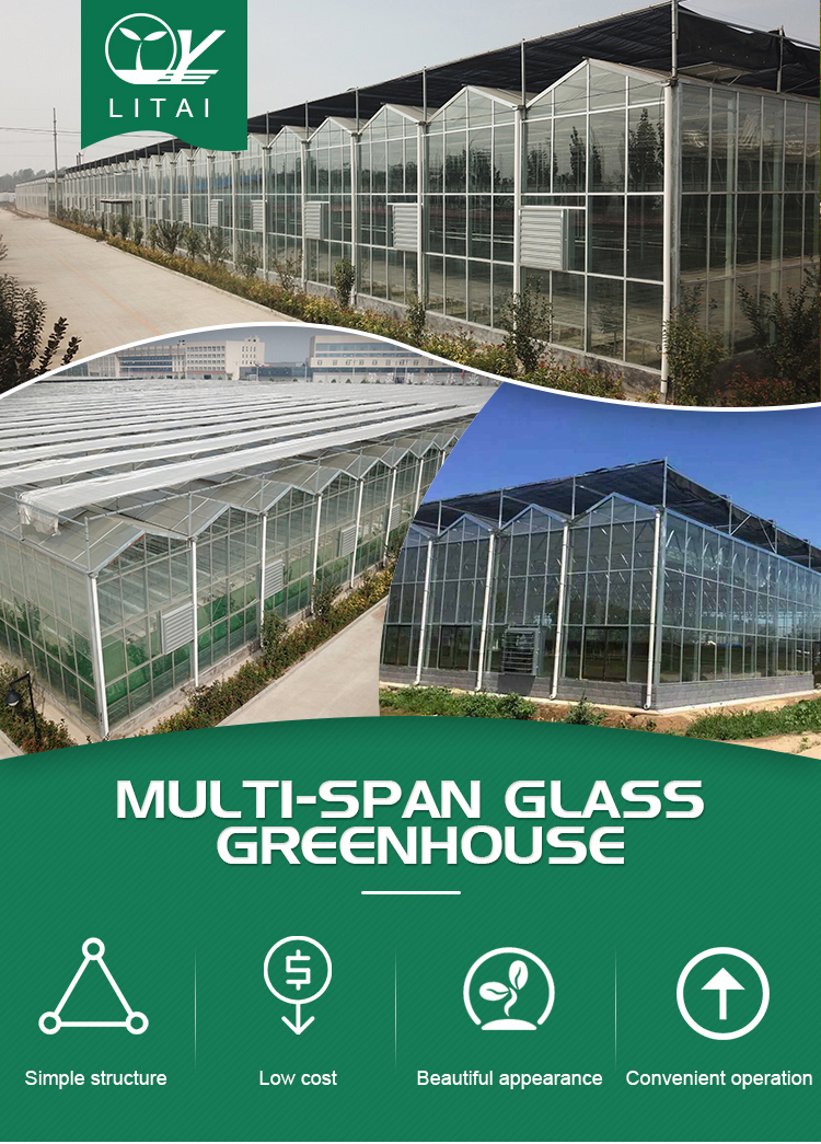 Optimize Tomato Production with 8m Width Glass Greenhouse and Farm Irrigation Systems