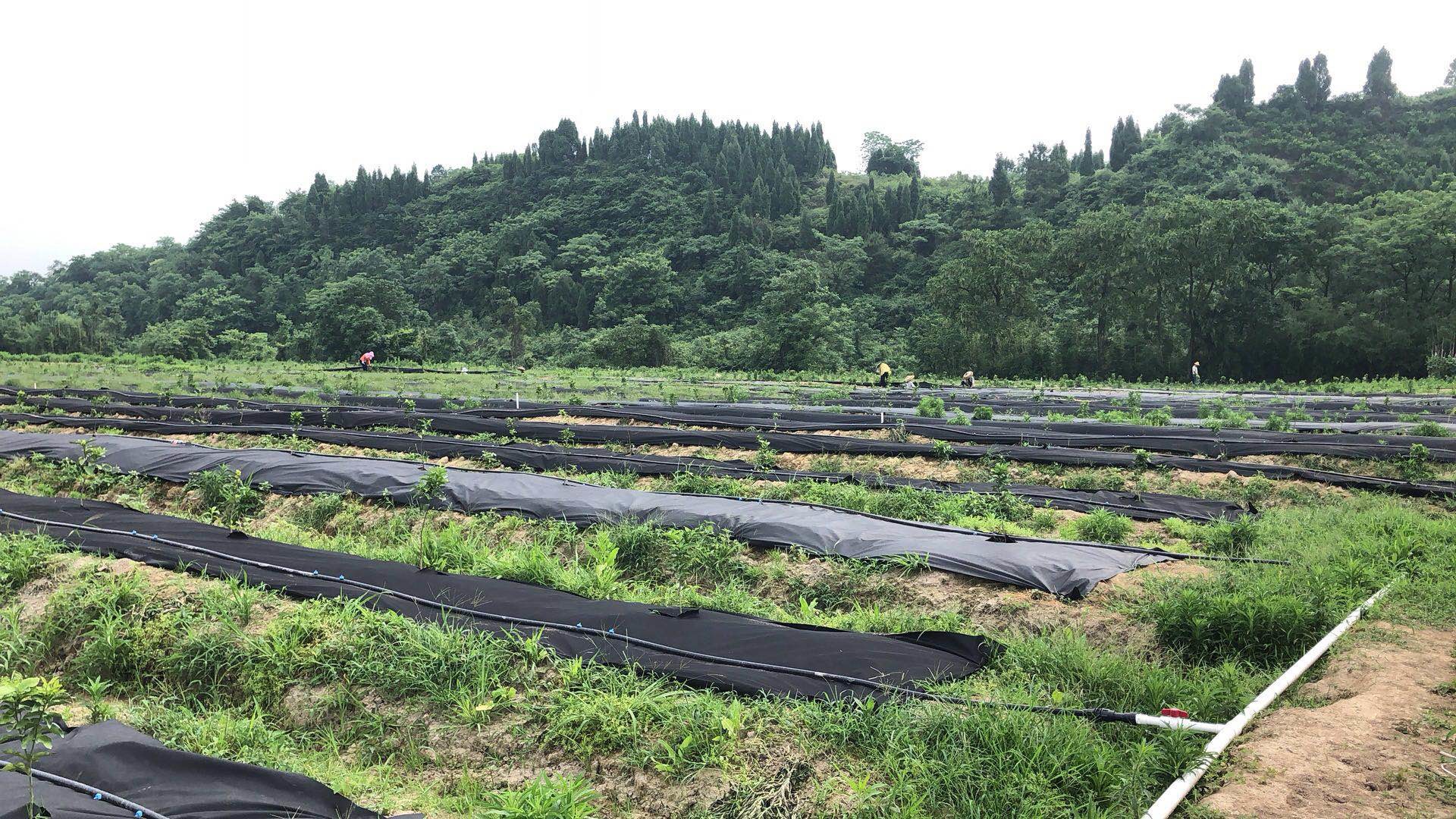 Ground Cover / Landscape Agriculture Fabric Weed Control fabric Non - Toxic Black Green