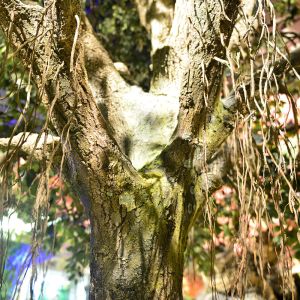 2m Artificial Landscape Trees Large Ficus C Style Custom Height Exibition Hall